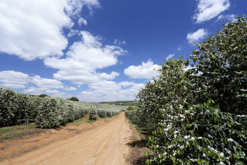 Farm flowered coffee plantation in Brazil