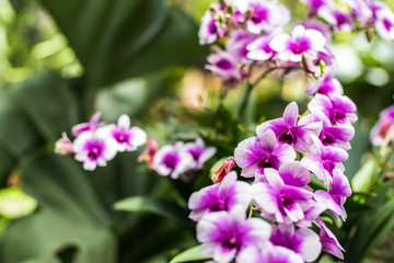 Purple orchids in a garden. Beautiful spring flowers with soft g