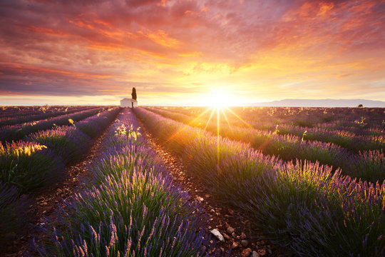 Fototapeta Champ de lavande en Provence, France