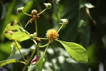 white and yellow flower of teak tree