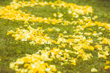 Green grass covered with yellow petals