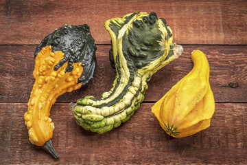 ornamental gourds abstract