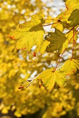 Autumn leaves. Natural seasonal colored background. Colorful foliage in the park.