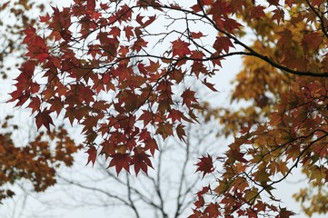 日本の紅葉　渓流