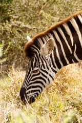 Close up of a Burchell's Zebra eating