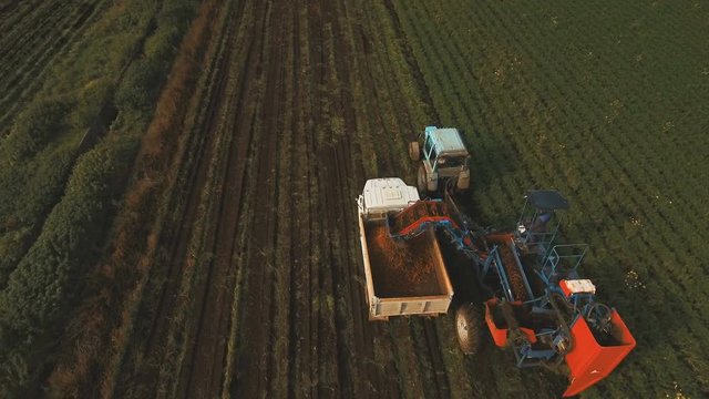 Mechanized carrot harvesting.erial view.Machine harvesting carrots moves across the field and loads the carrot truck.Harvest carrots combine and load it into the truck. 4K video,4K.