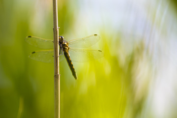 Dragonfly, yellow darter (Sympetrum flaveolum) sitting on a reed