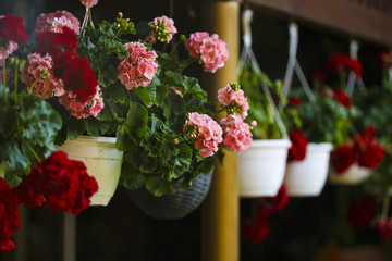 potted geraniums hanging from the terrace