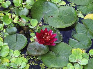 Bright green water lilies in the pond