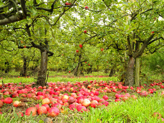 English autumn organic orchard of fallen ripe and rotten red apples lying on the ground under the...