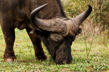 African Buffalo Syncerus caffer