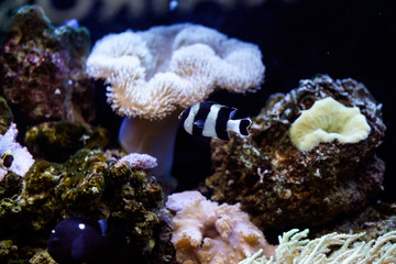 рыба в черную и белую полоску среди кораллов
