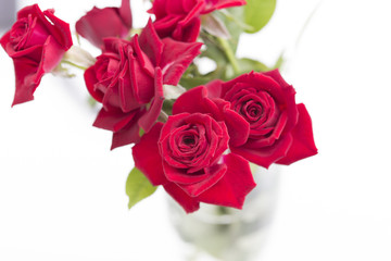Fototapeta premium Red roses on a white background