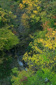 日本の秋　森と渓流　俯瞰