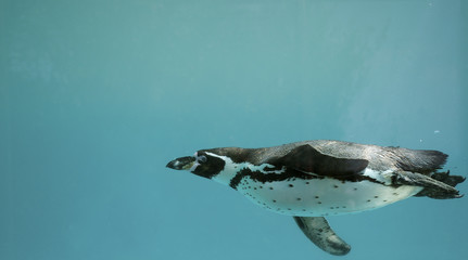 Fototapeta premium Humboldt Penguin underwater gliding/ Swimming