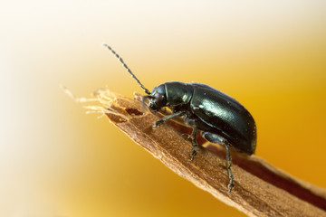 Green Flea beetle: they are called flea beetles because when in danger, they jump like fleas. Macro...