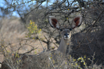 Nyala