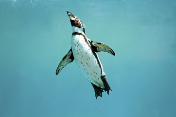 Humboldtpinguïn onderwater zwemmen vleugels open kijken