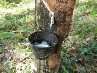 MALACCA, MALAYSIA -OCTOBER 15, 2016: Rubber tree plantation in Malacca, Malaysia. Mature rubber...