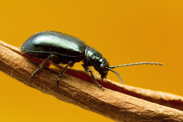 Green Flea beetle: they are called flea beetles because when in danger, they jump like fleas. Macro photo at around 2.5X life-size on sensor.