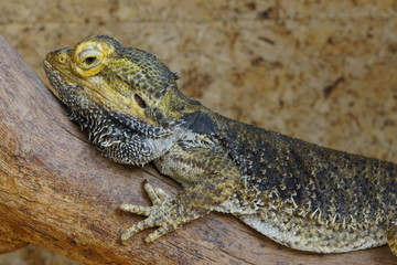 Streifenköpfige Bartagame oder Farbbartagame (Pogona vitticeps)
