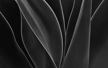 Dancing Agave - 123923636