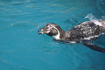 Humboldt penguin swimming and looking up with a smile