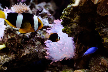 живые рыбки в аквариуме