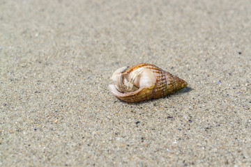 hermit crab with snail shell