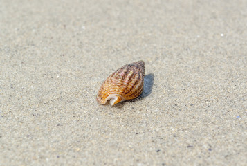 snail shell on the beach