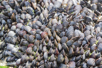 dense bivalve population