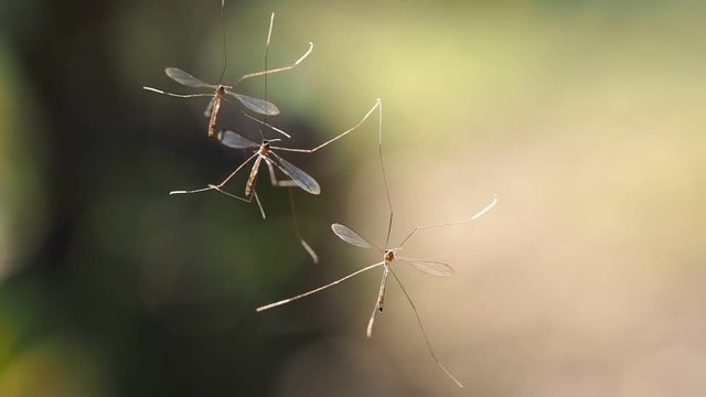 Mosquitoes trapped in a Spider Web