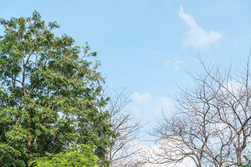 Obraz premium Closeup green tree and dried tree in the garden with beautiful blue sky with some cloud background with copy space