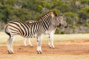 Fototapeta na wymiar Burchell's Zebras standing together