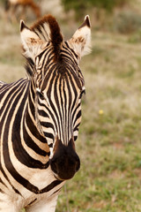 Obraz na płótnie Canvas Pin sharp close up of a Burchell's Zebra
