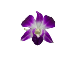 bouquet of purple orchids isolated