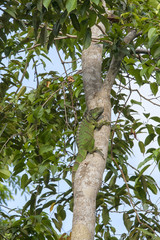 Green lizard in tree