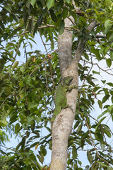 Fototapeta premium Green lizard in tree