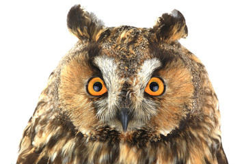 portrait owl