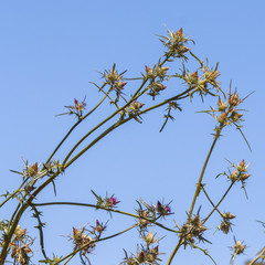 Prickly plants Eryngium glomeratum