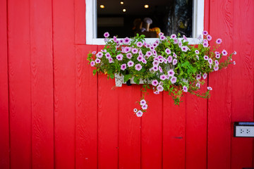 Fototapeta na wymiar vintage red wall white window and fresh flowers