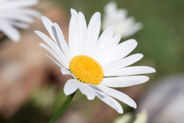 Obraz premium Im Garten