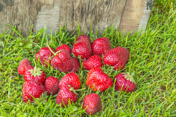 Fresh strawberries lying on the green grass
