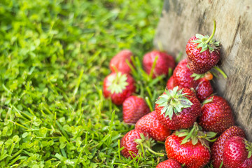Ripe strawberries in a blur on a green grass in a vintage wooden