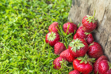 Mature natural big strawberries