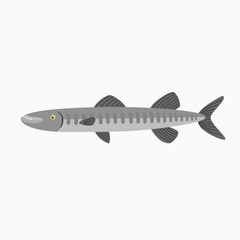 Barracuda. Fish isolated on a white background.