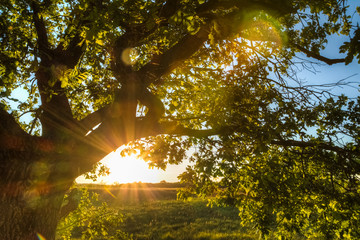 The sun's rays in oak foliage