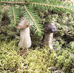 Growing under fir branch mushroom