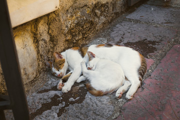 Domestic cat and its kitten