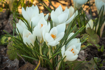 A few spring flowers crocus blooming with white buds